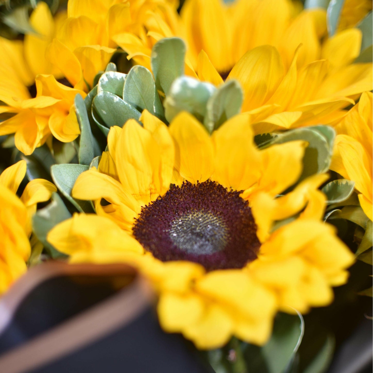 Sunflowers - Rosabella Flowers