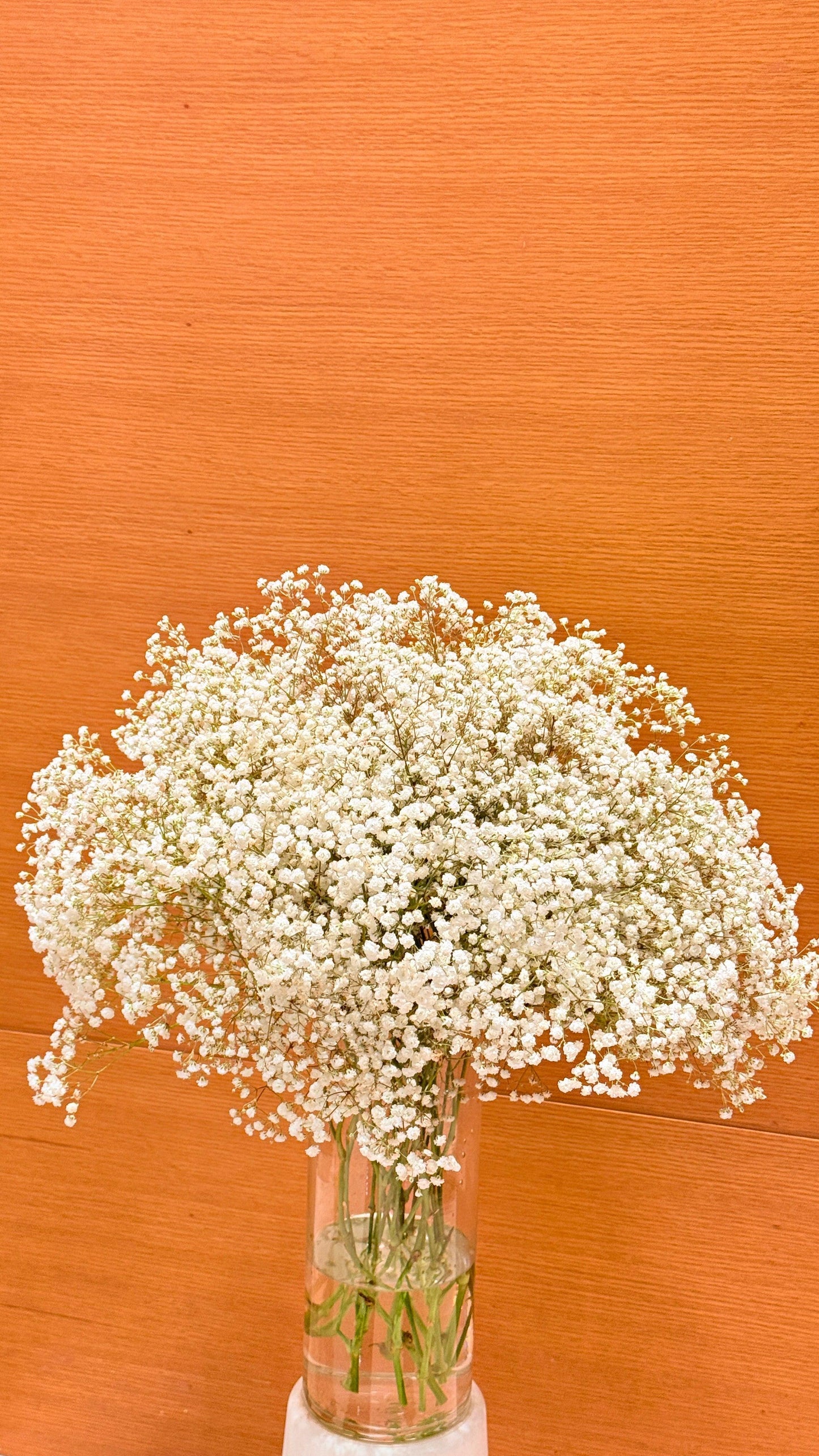Gypsophila - Rosabella Flowers