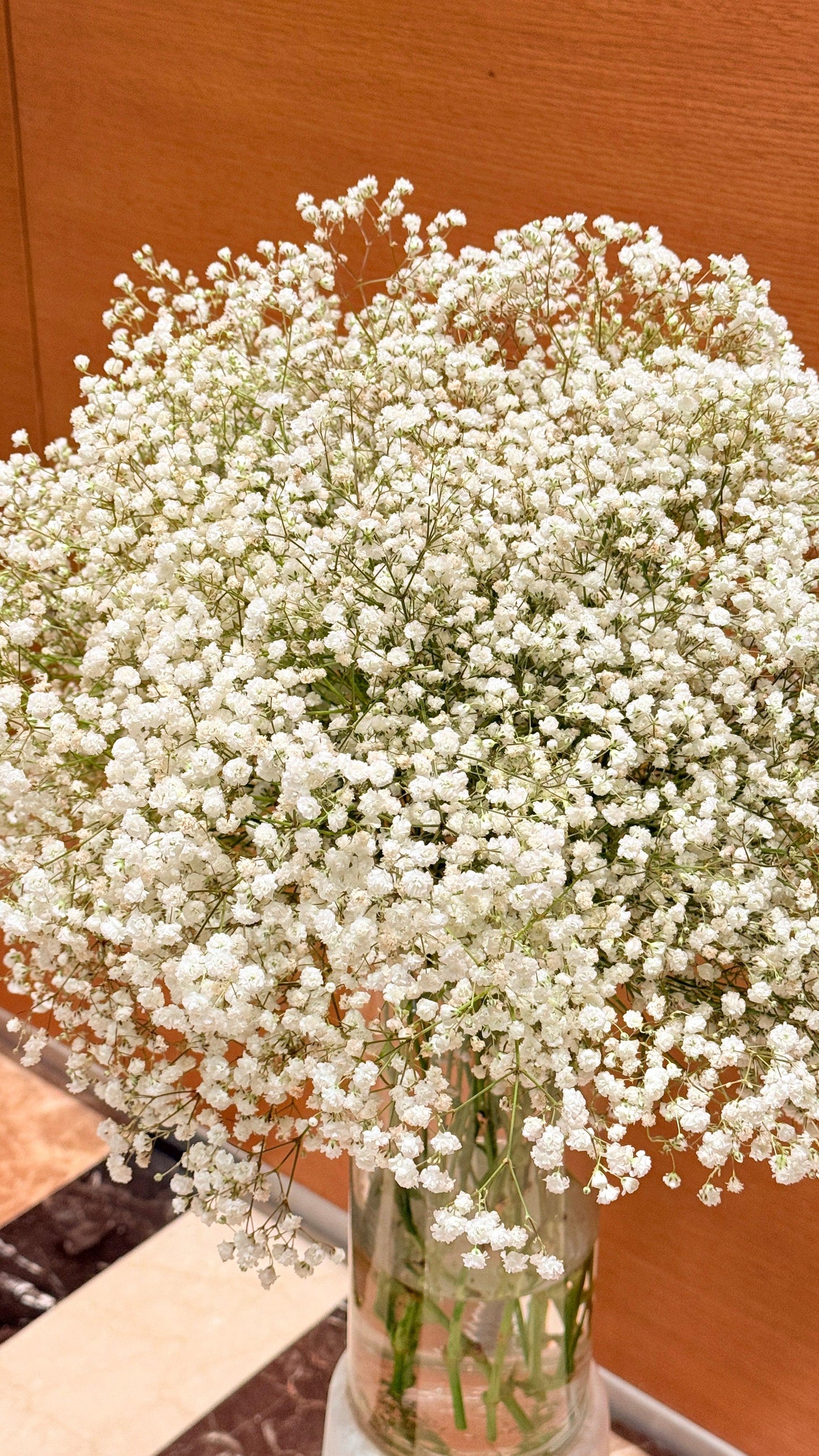 Gypsophila - Rosabella Flowers