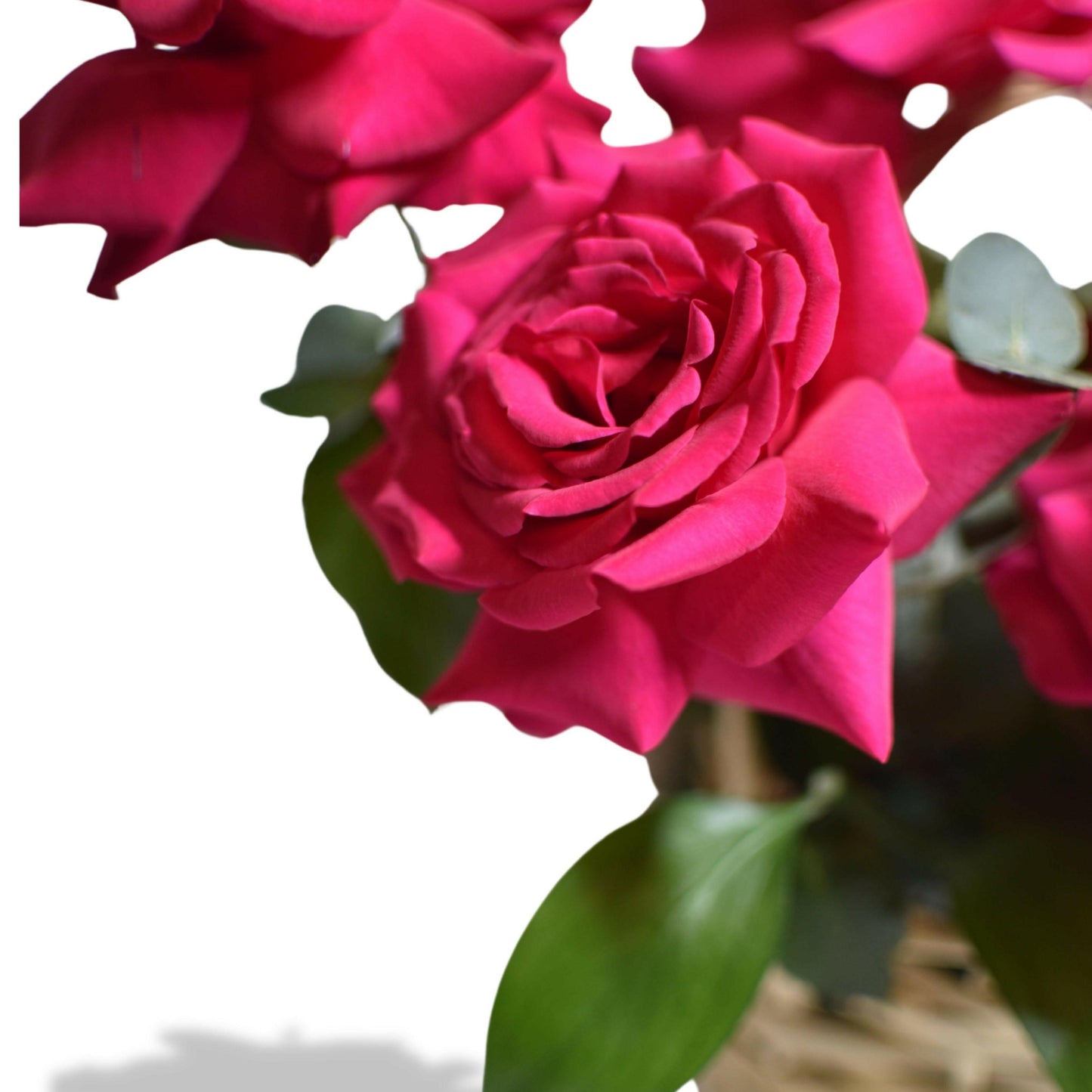 Rose in Basket - Rosabella Flowers