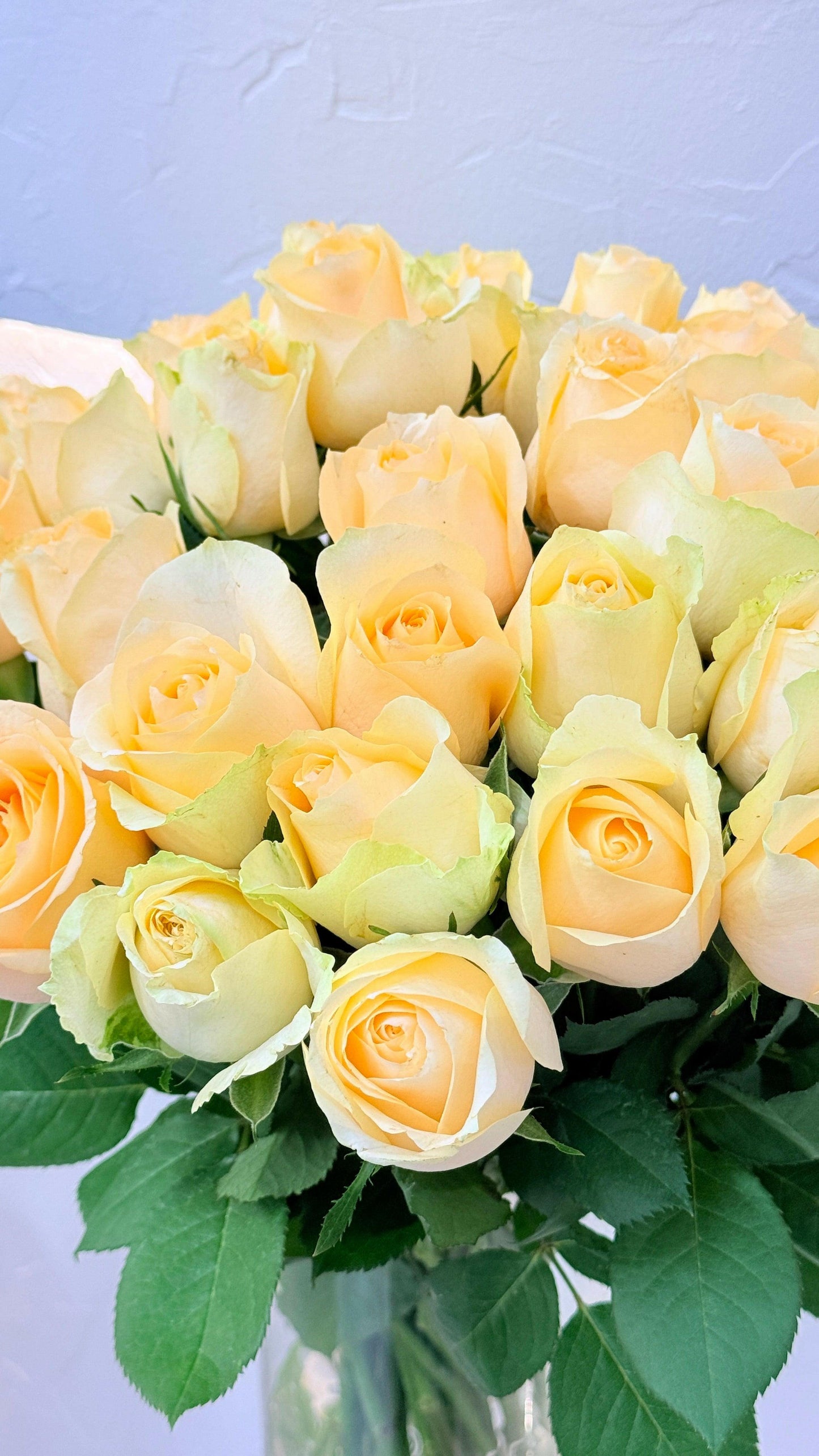 Magic - Rosabella Flowers