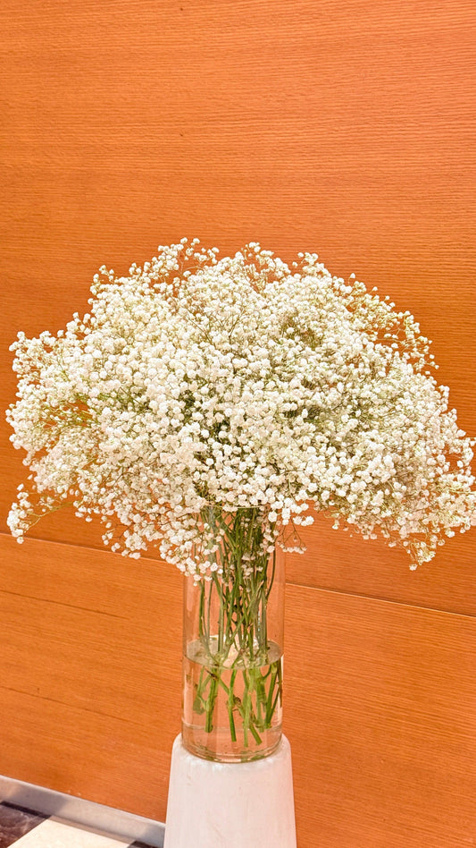 Gypsophila - Rosabella Flowers