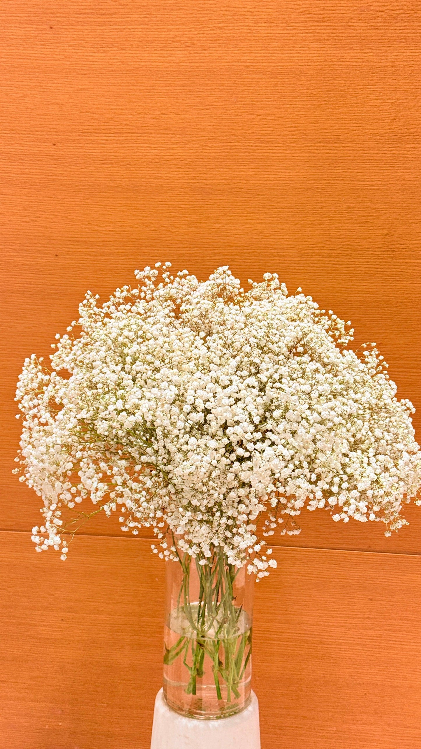 Gypsophila - Rosabella Flowers