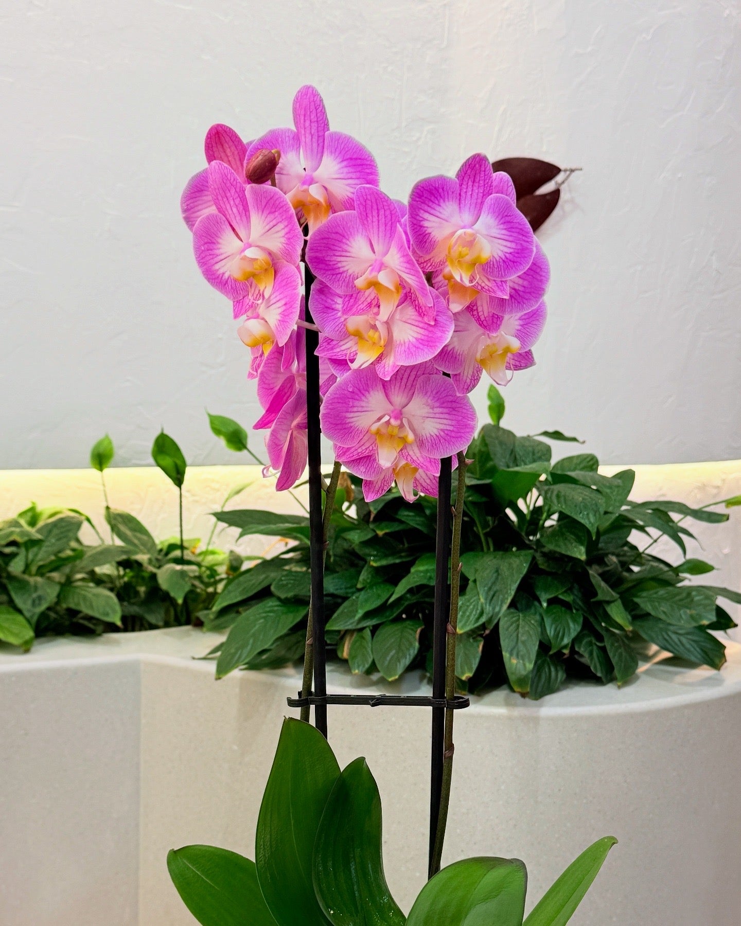 Twins Purple Orchid Plant
