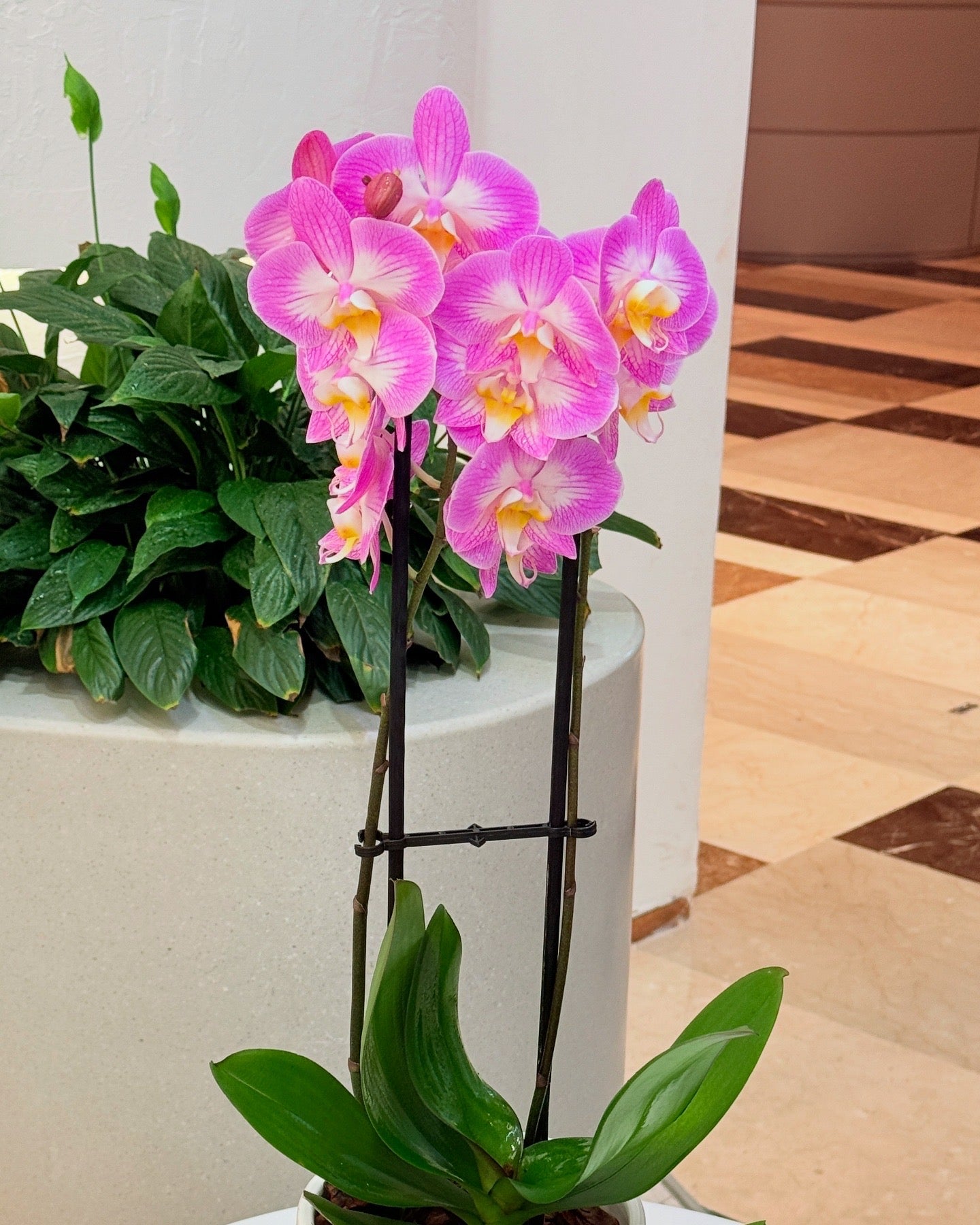 Twins Purple Orchid Plant