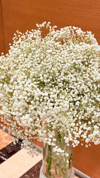 Gypsophila - Rosabella Flowers