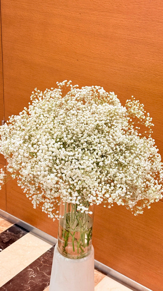 Gypsophila - Rosabella Flowers