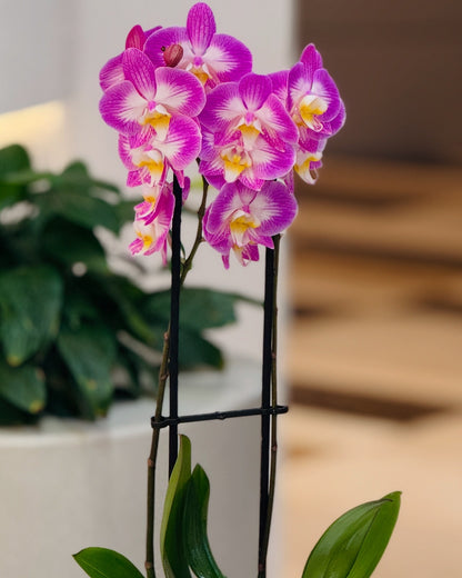 Twins Purple Orchid Plant